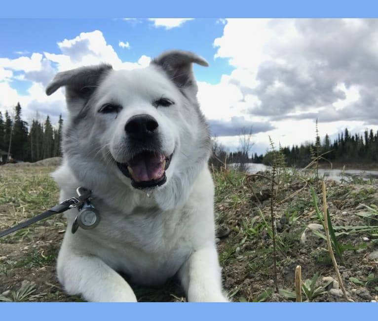 Buddy, an American Eskimo Dog and Norwegian Elkhound mix tested with EmbarkVet.com