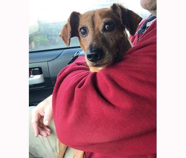 Photo of Buddy, a Miniature Pinscher and Dachshund mix in West Virginia, USA