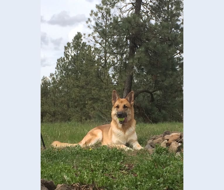 Rufus, a German Shepherd Dog tested with EmbarkVet.com