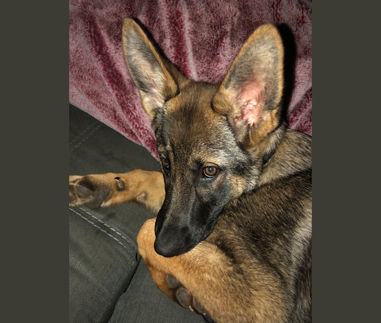 Meena, a German Shepherd Dog tested with EmbarkVet.com