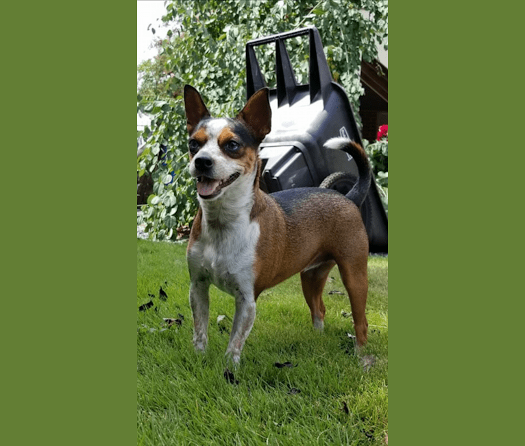 Luna, a Yorkshire Terrier and Rat Terrier mix tested with EmbarkVet.com