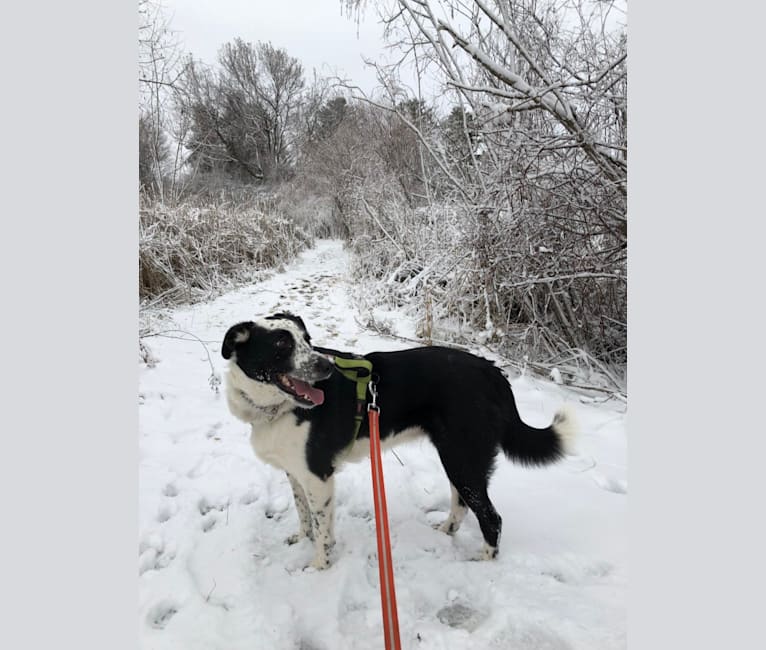 Meredith, a Border Collie and Australian Cattle Dog mix tested with EmbarkVet.com