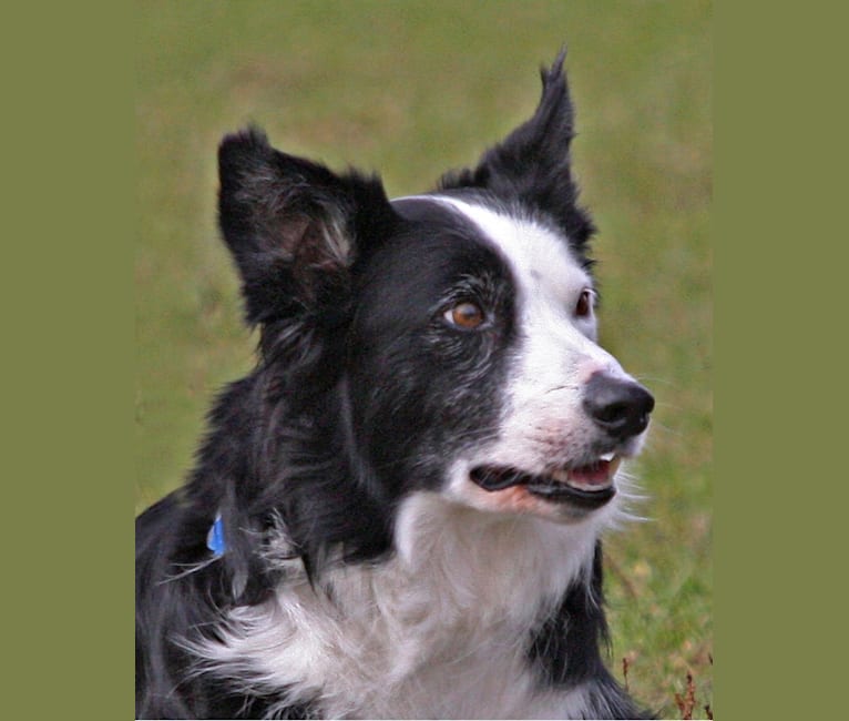 Photo of Ripper, a Border Collie  in McHenry, Illinois, USA