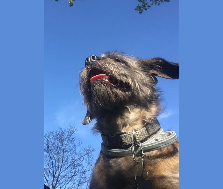 Bucky, a Lhasa Apso and Rat Terrier mix tested with EmbarkVet.com
