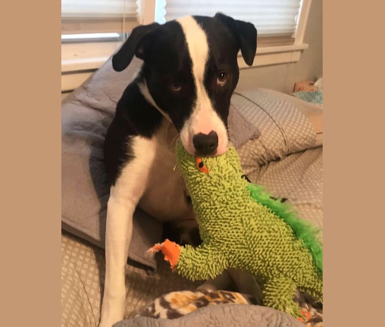English shepherd pitbull mix deals