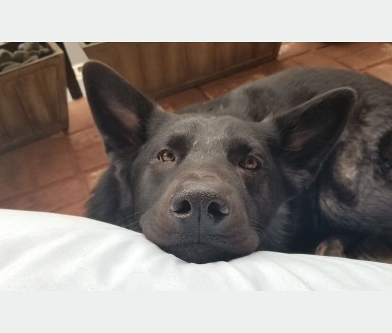 Ranger, a German Shepherd Dog and Great Pyrenees mix tested with EmbarkVet.com