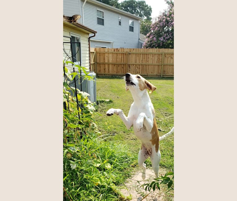 Hazel Mae, an American Foxhound tested with EmbarkVet.com