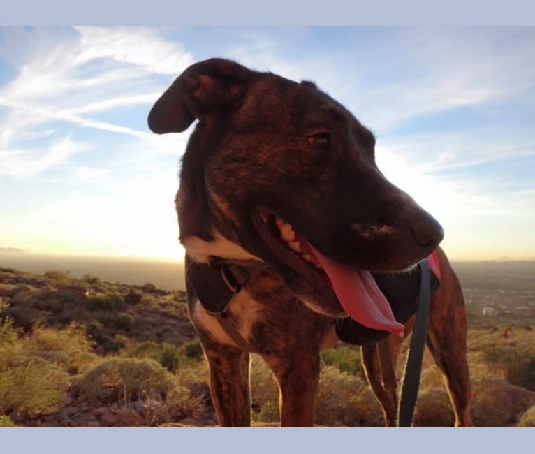 Photo of Tonks, an American Pit Bull Terrier, American Bulldog, Chow Chow, and Mixed mix in Phoenix, AZ, USA
