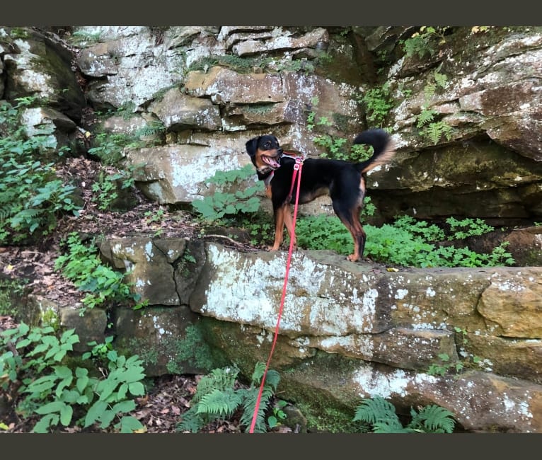 Milo, an Australian Cattle Dog and Boxer mix tested with EmbarkVet.com