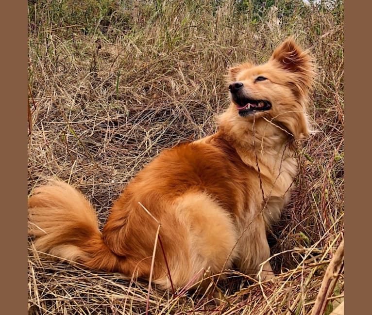 Obi, a Pomeranian and Chihuahua mix tested with EmbarkVet.com