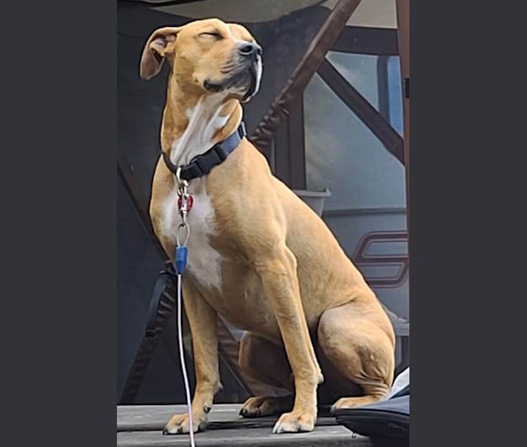 Catahoula leopard dog pit mix online