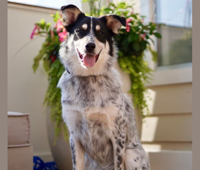 Austin, a Great Pyrenees and Australian Cattle Dog mix tested with EmbarkVet.com