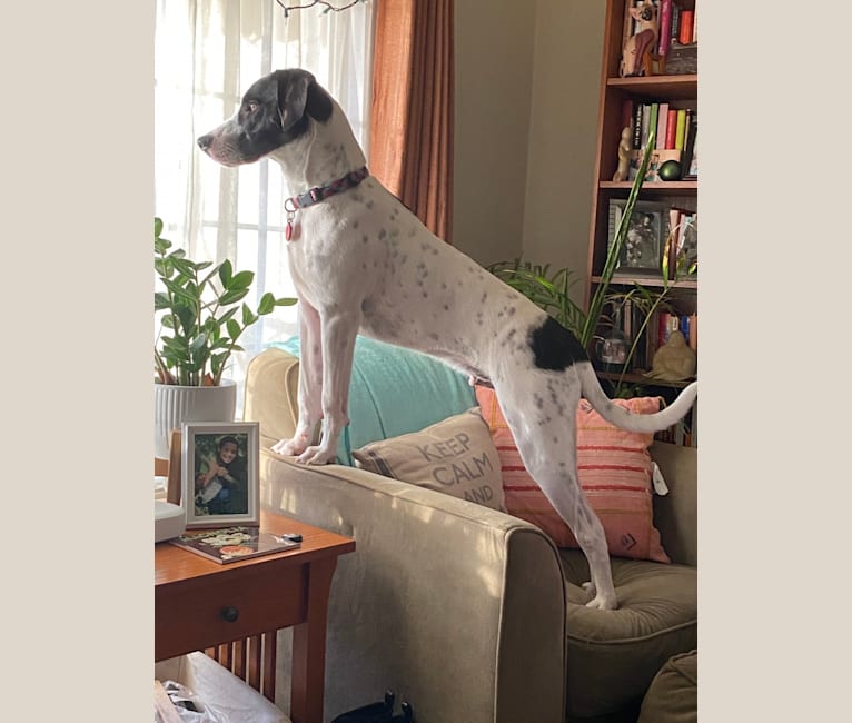 Wally, a Treeing Walker Coonhound and American Pit Bull Terrier mix tested with EmbarkVet.com