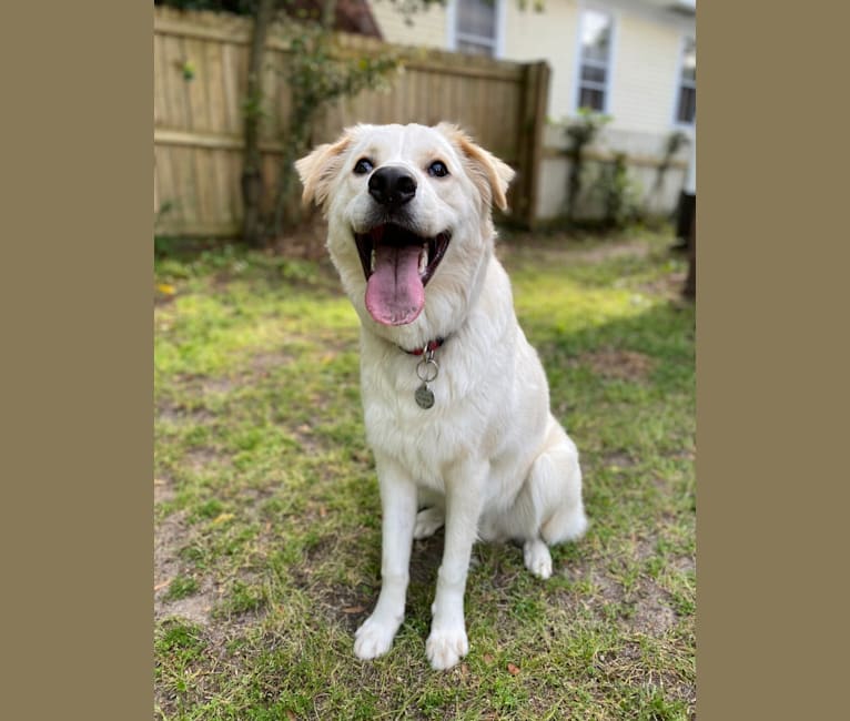 Fenrir, a Border Collie and Great Pyrenees mix tested with EmbarkVet.com