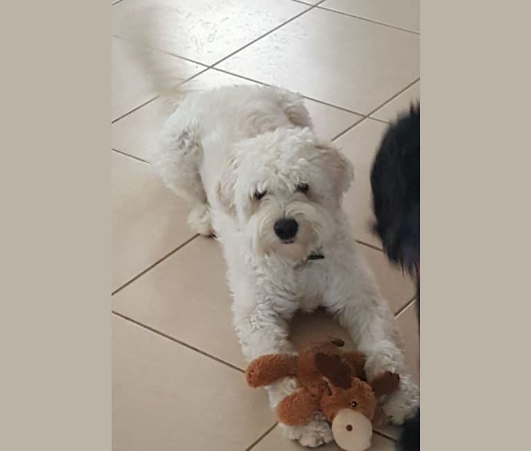 Qoya, a Portuguese Water Dog tested with EmbarkVet.com