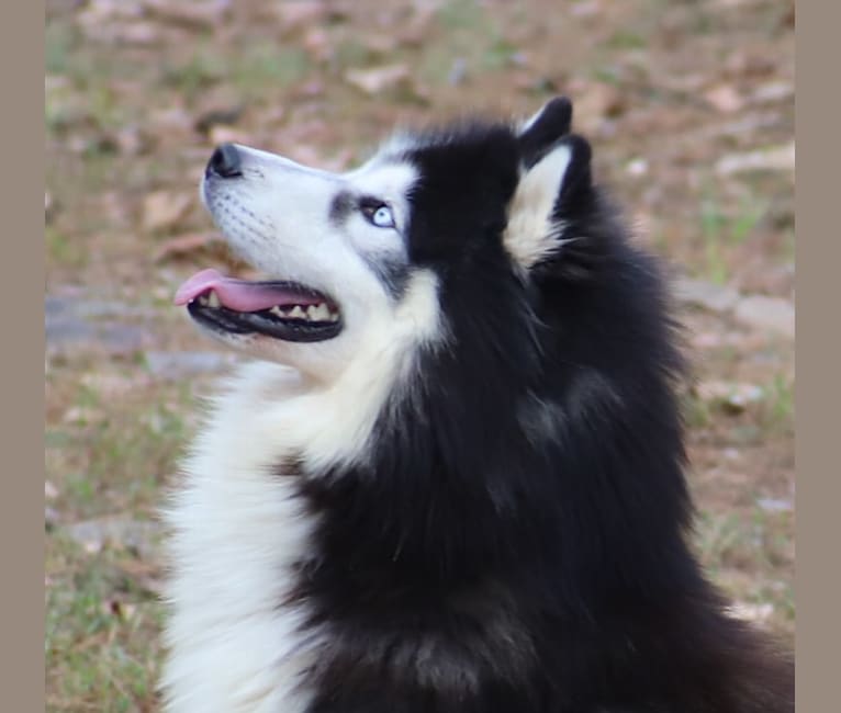 Padfoot, a Siberian Husky tested with EmbarkVet.com