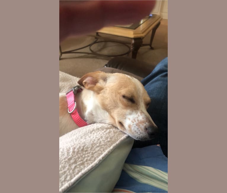Jackie, a Chihuahua and Great Pyrenees mix tested with EmbarkVet.com