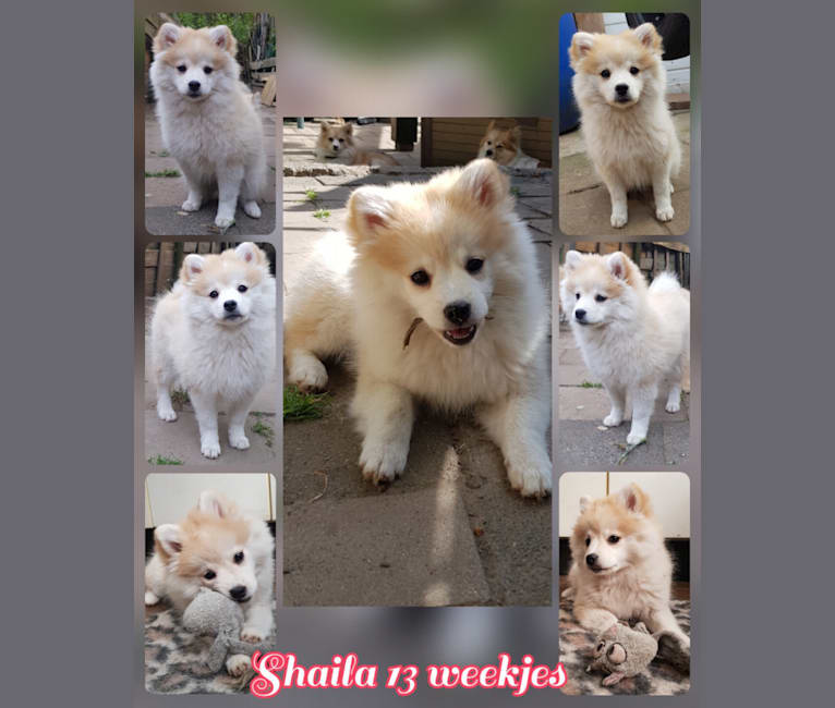 Pomsky Bandits'  Starlight Shaila, a Pomeranian and American Eskimo Dog mix tested with EmbarkVet.com