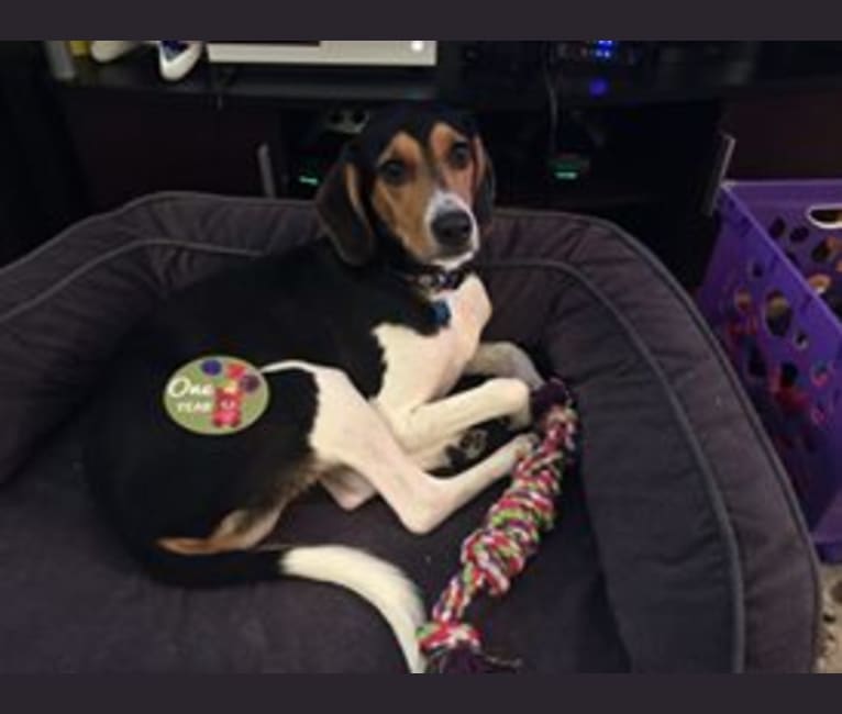 Wilhuff, a Beagle and Coonhound mix tested with EmbarkVet.com