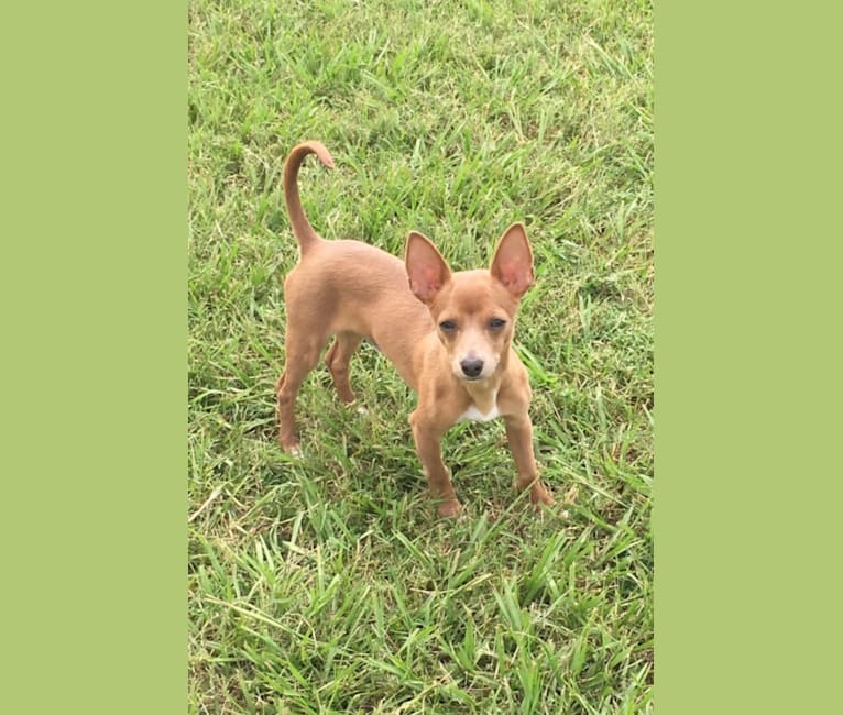 Westin, a Chihuahua and Rat Terrier mix tested with EmbarkVet.com