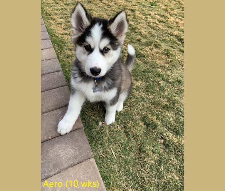 Aero, an Alaskan Malamute and Siberian Husky mix tested with EmbarkVet.com