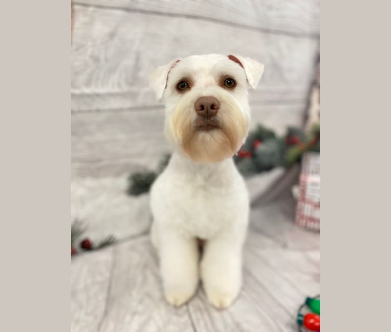 Watson, a Miniature Schnauzer tested with EmbarkVet.com