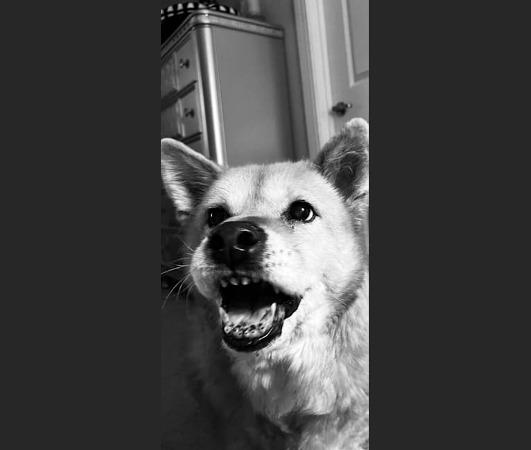 Photo of Phoebe Jean, a Jindo  in St. Augustine, Florida, USA