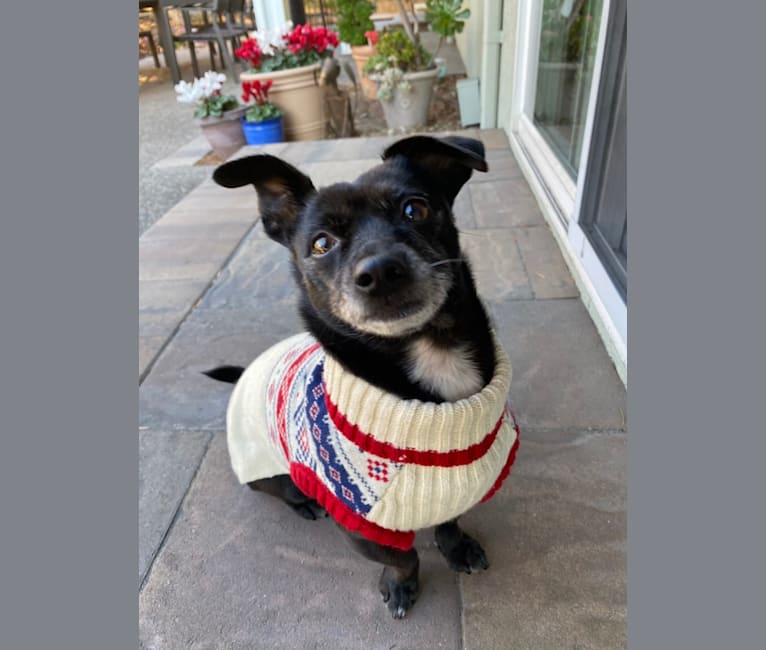 Photo of Hazel, a Chihuahua, Poodle (Small), Pekingese, and Pomeranian mix in San Bruno, California, USA