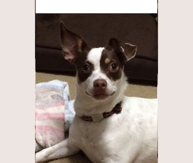 Lois, a Chihuahua and Miniature/MAS-type Australian Shepherd mix tested with EmbarkVet.com