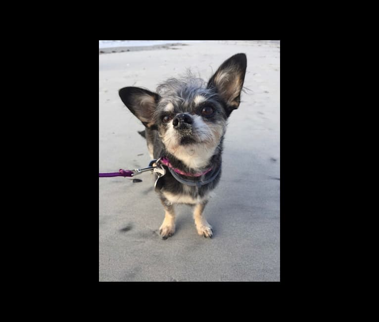 Bean, a Chihuahua and Poodle (Small) mix tested with EmbarkVet.com
