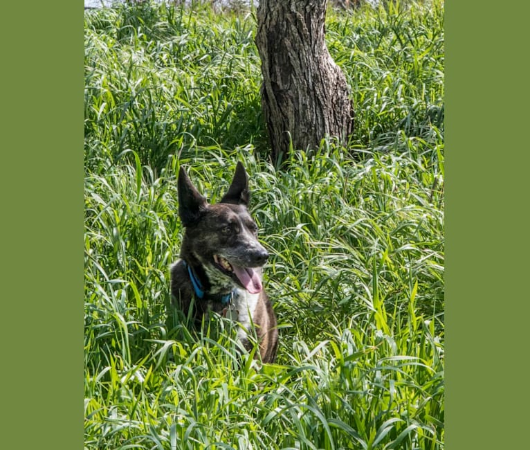 Lou, an Australian Cattle Dog and German Shepherd Dog mix tested with EmbarkVet.com