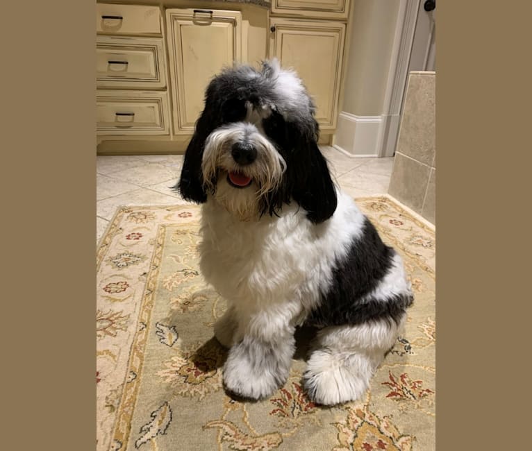 Bichon frise cocker spaniel mix 2025