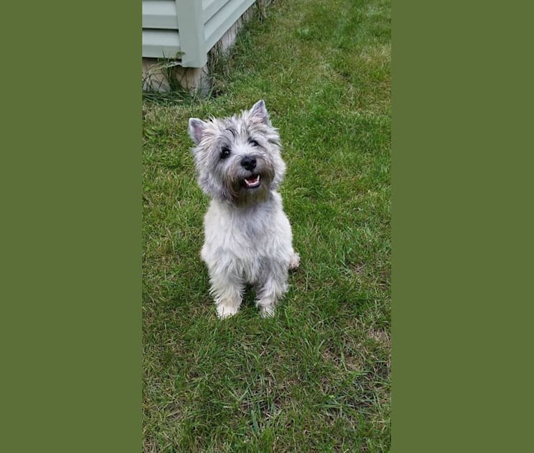 Cooper, a Cairn Terrier tested with EmbarkVet.com