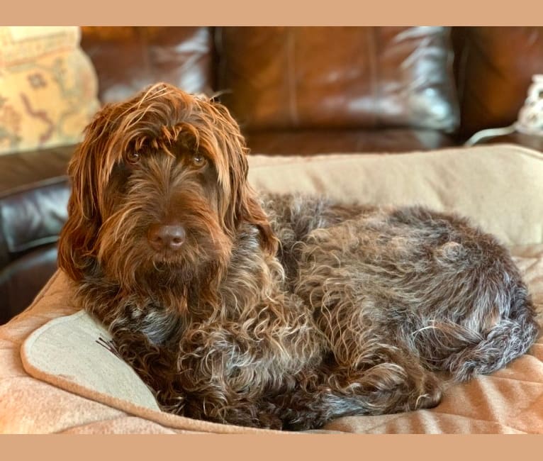 Hunter, a Wirehaired Pointing Griffon tested with EmbarkVet.com