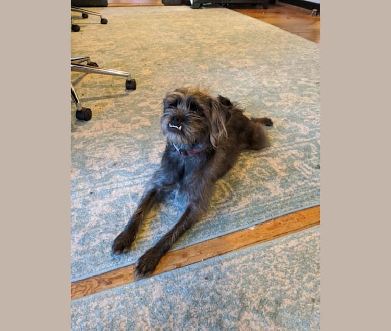 Squid, a Pug and Poodle (Small) mix tested with EmbarkVet.com