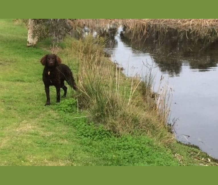 Laity Sampson, a Murray River Retriever tested with EmbarkVet.com