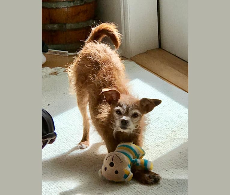 Tippy, a Chihuahua and Poodle (Small) mix tested with EmbarkVet.com