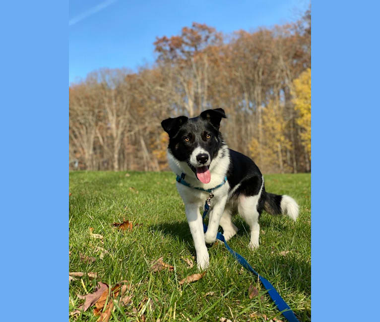 Sully, an Australian Shepherd and Norwegian Elkhound mix tested with EmbarkVet.com