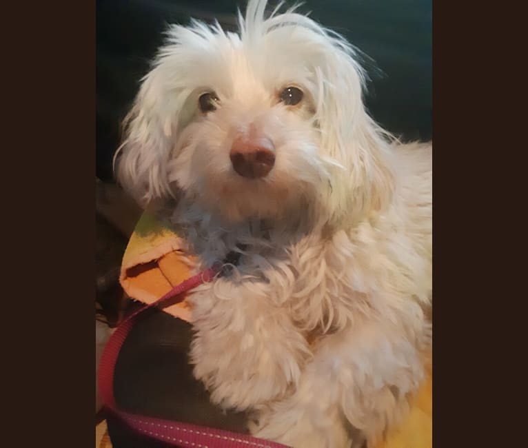 Photo of Madison, a Poodle (Small), Chihuahua, and Mixed mix in California, USA