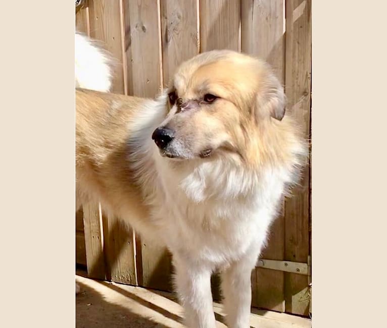 Aslan, an European Village Dog tested with EmbarkVet.com