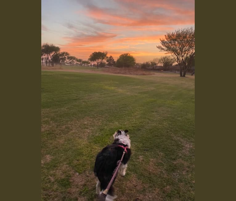 Poppy, a Border Collie tested with EmbarkVet.com