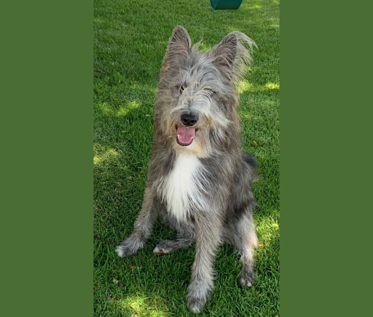 Embark Dog DNA Test Breed