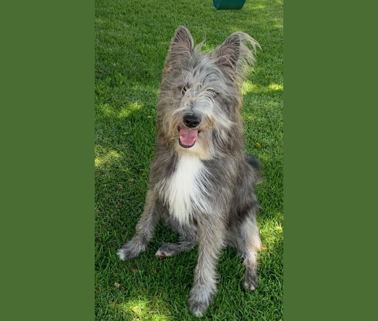 Ben, a German Shepherd Dog and Old English Sheepdog mix tested with EmbarkVet.com