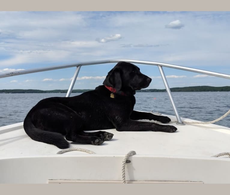 Belle, a Labrador Retriever and Golden Retriever mix tested with EmbarkVet.com