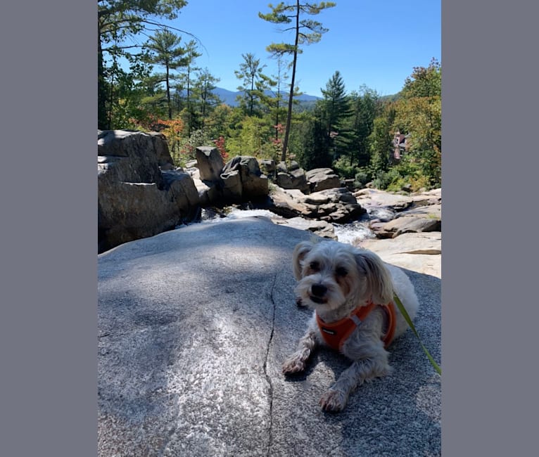 Photo of Finley, an American Village Dog, Poodle (Small), and Shih Tzu mix in Maine, USA