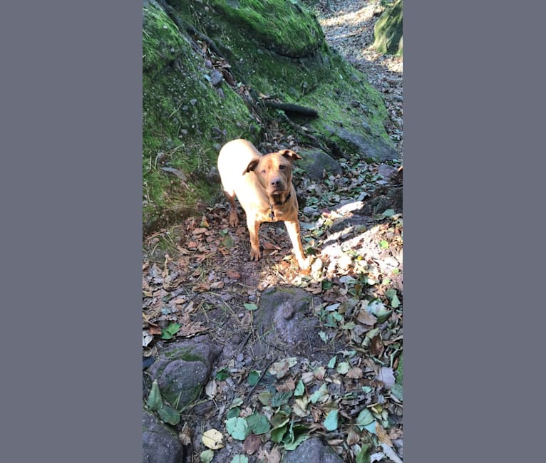 embark dog dna test breed