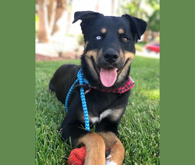Siberian husky and rottweiler mix on sale