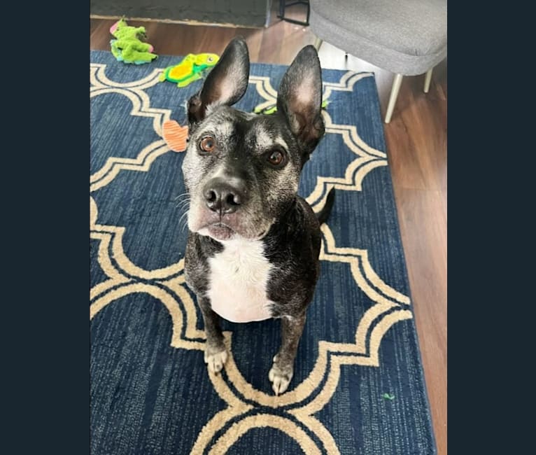Archer, an American Bully and Russell-type Terrier mix tested with EmbarkVet.com
