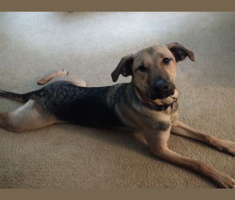 Leeloo, a Labrador Retriever and Golden Retriever mix tested with EmbarkVet.com