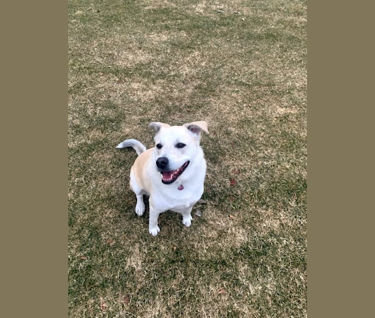 Philip, an American Pit Bull Terrier and Australian Shepherd mix tested with EmbarkVet.com